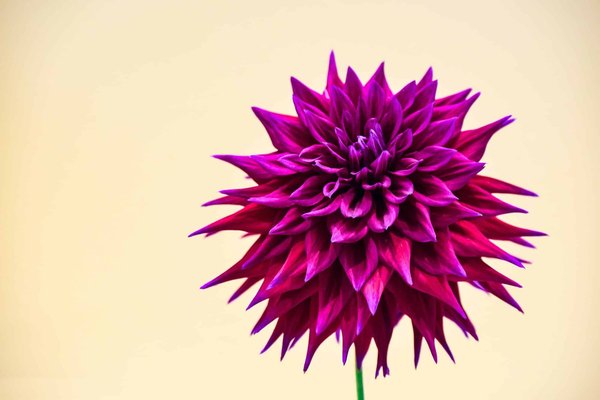 Wie kann man einen monochromen Look erfolgreich gestalten?